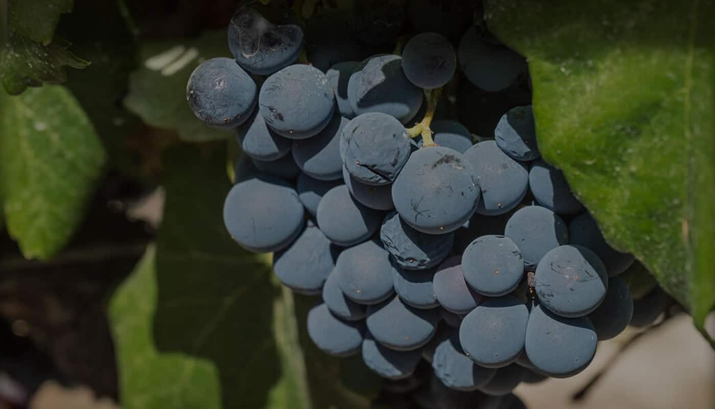 La uva tiene dos sabores divinos Como uva y como vino